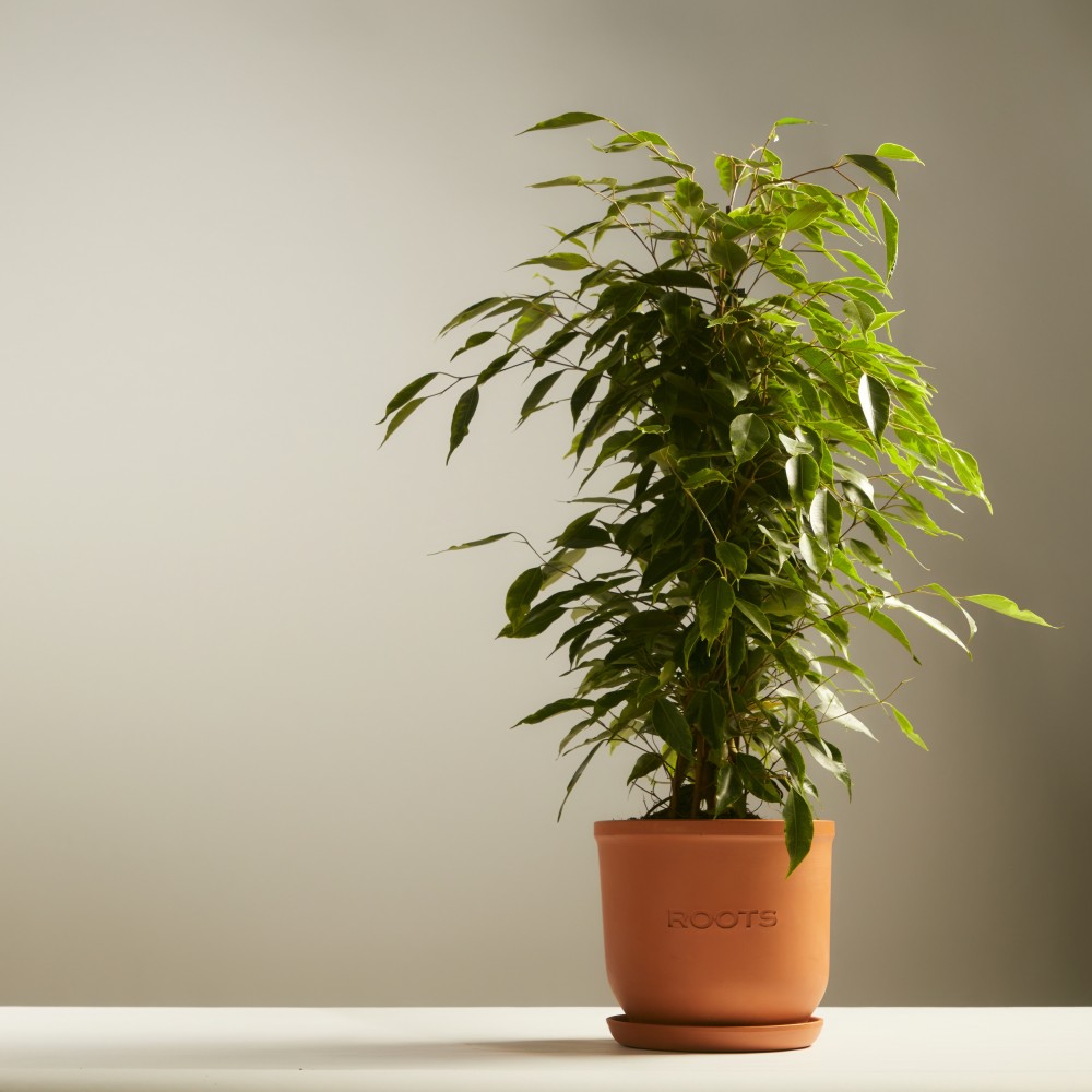 Фикус Бенджамина