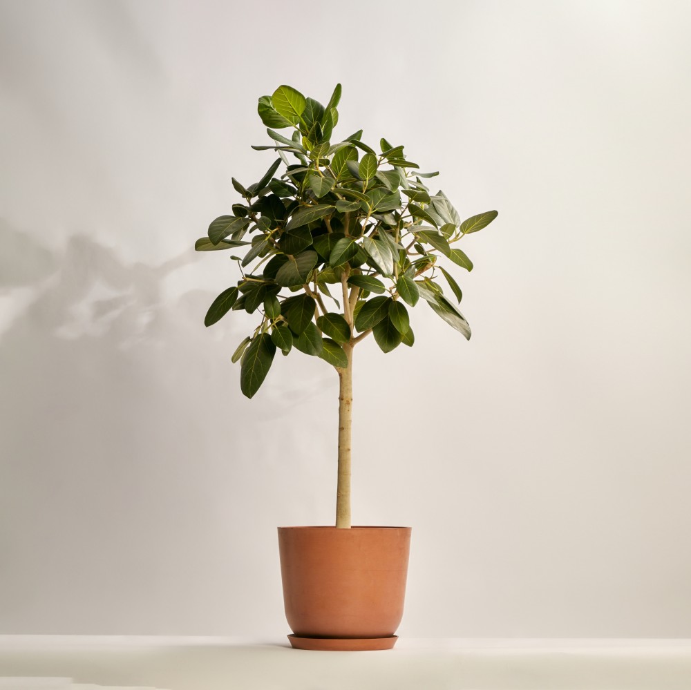 Фикус бенгальский