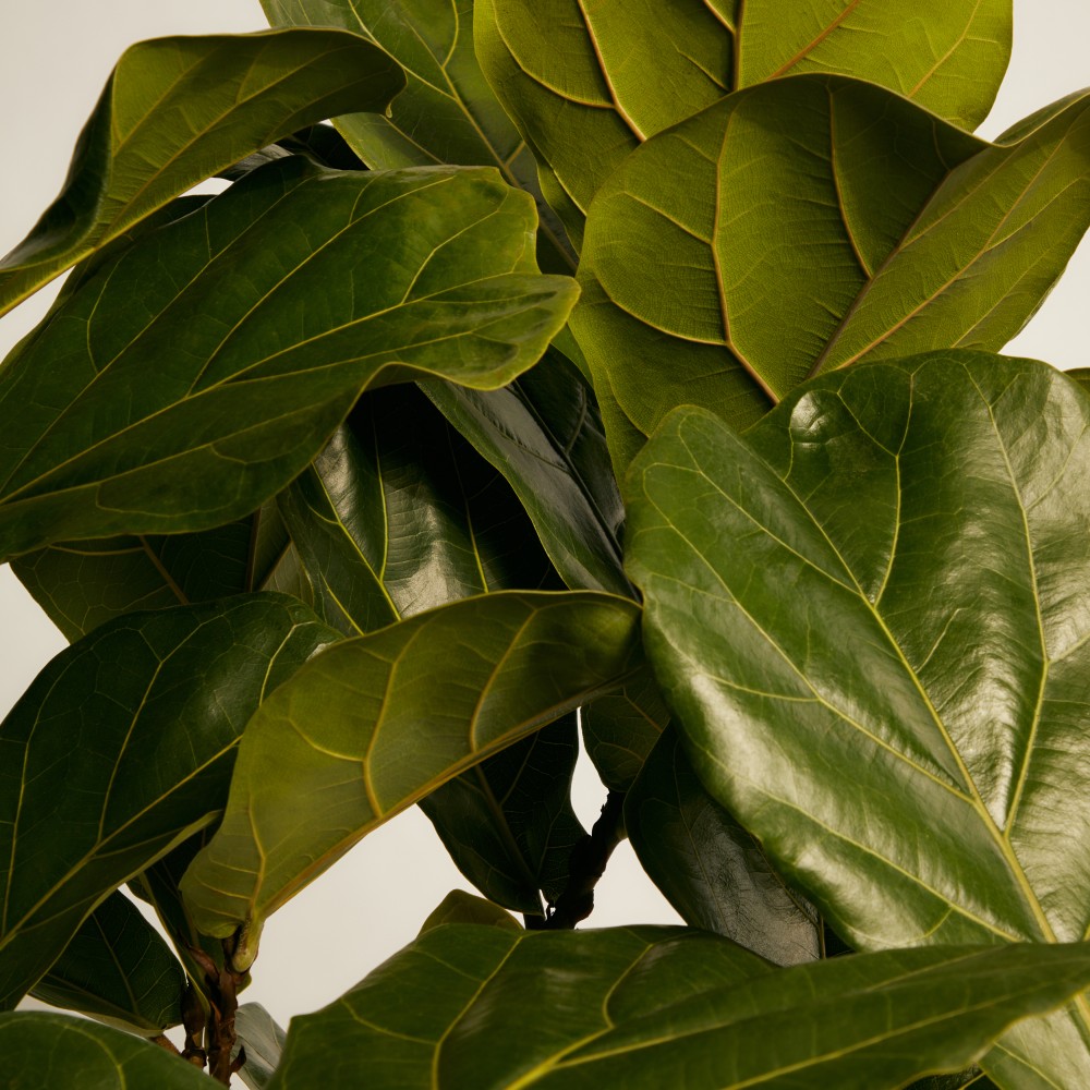 Фикус Лирата на штамбе