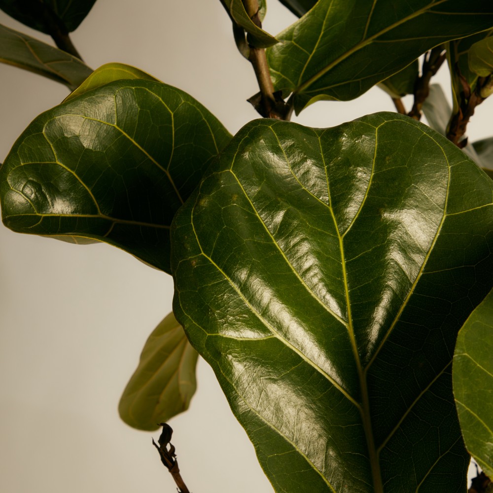 Фикус Лирата на штамбе