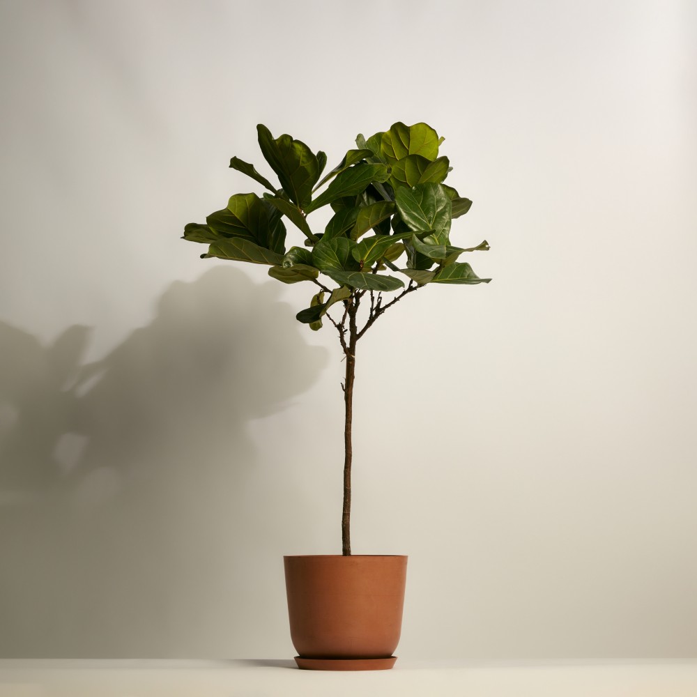 Фикус Лирата на штамбе