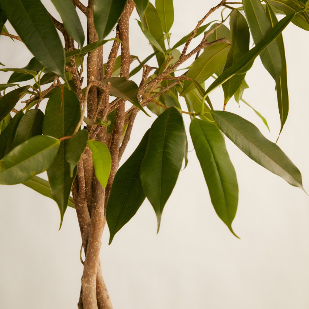 Фикус Амстел Кинг Фикус Амстел Кинг