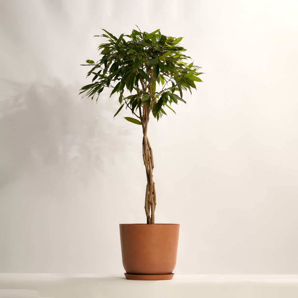 Фикус Амстел Кинг Фикус Амстел Кинг