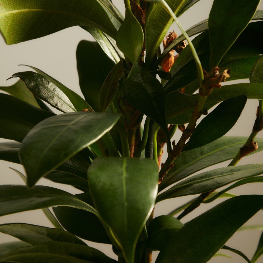 Фикус Циатистипула