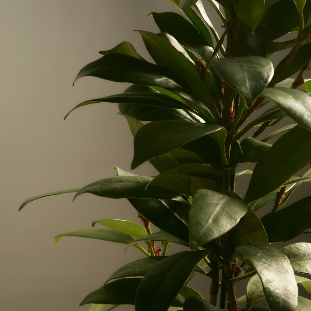 Фикус Циатистипула