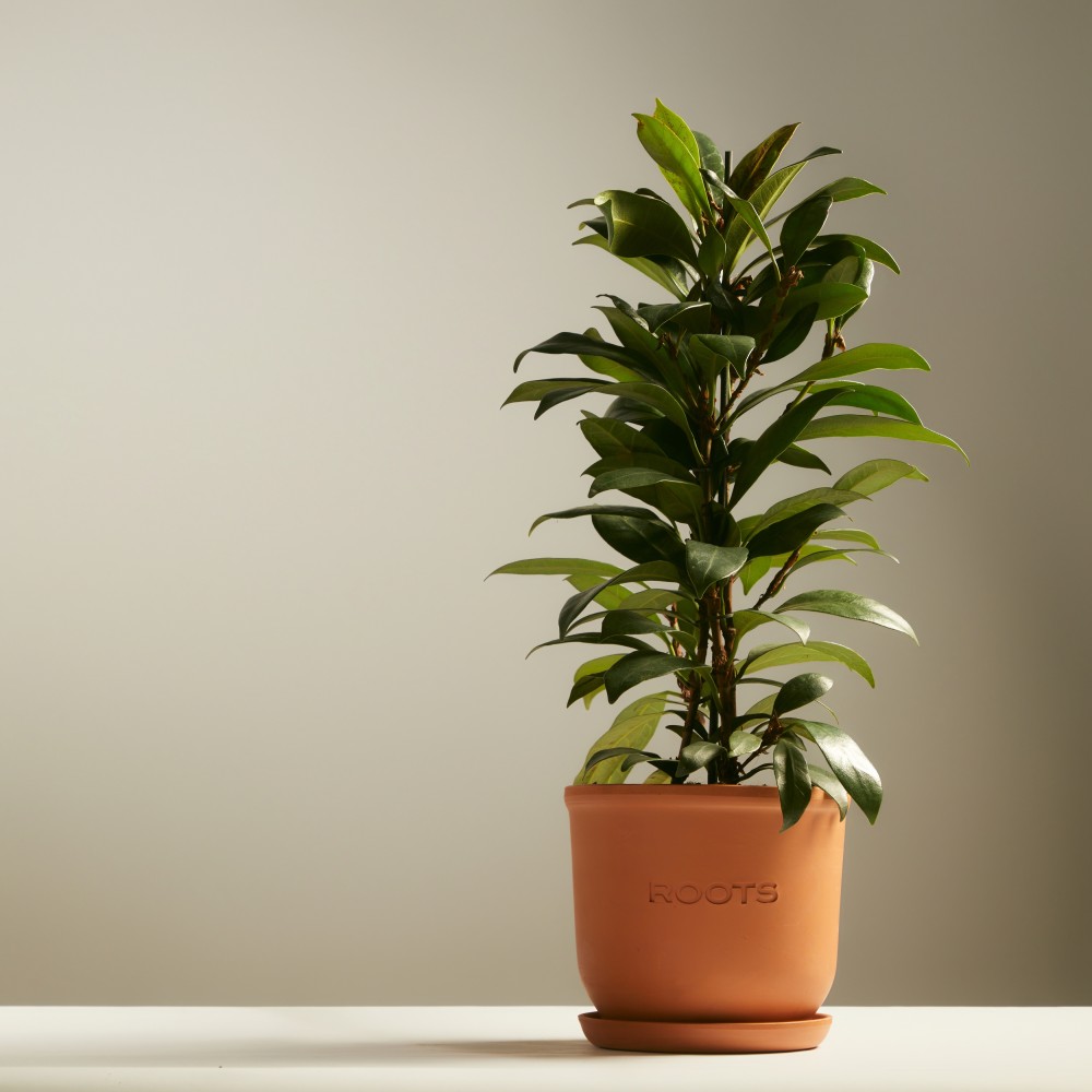 Фикус Циатистипула