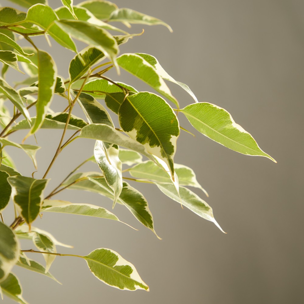 Фикус Бенджамина Твилайт Фикус Бенджамина Твилайт