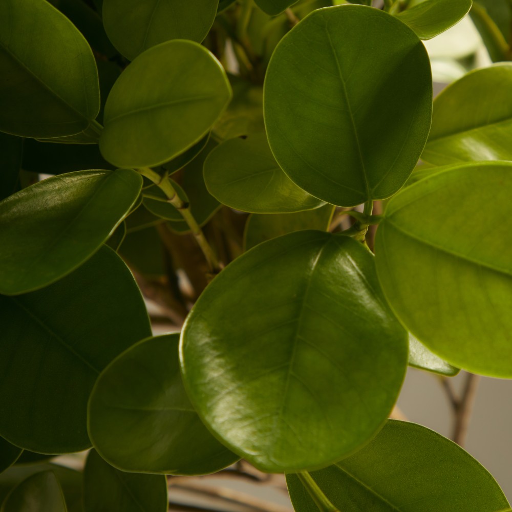 Фикус Мокламе