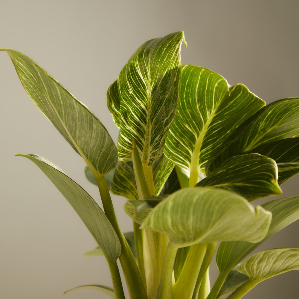 Филодендрон Биркин Вайт