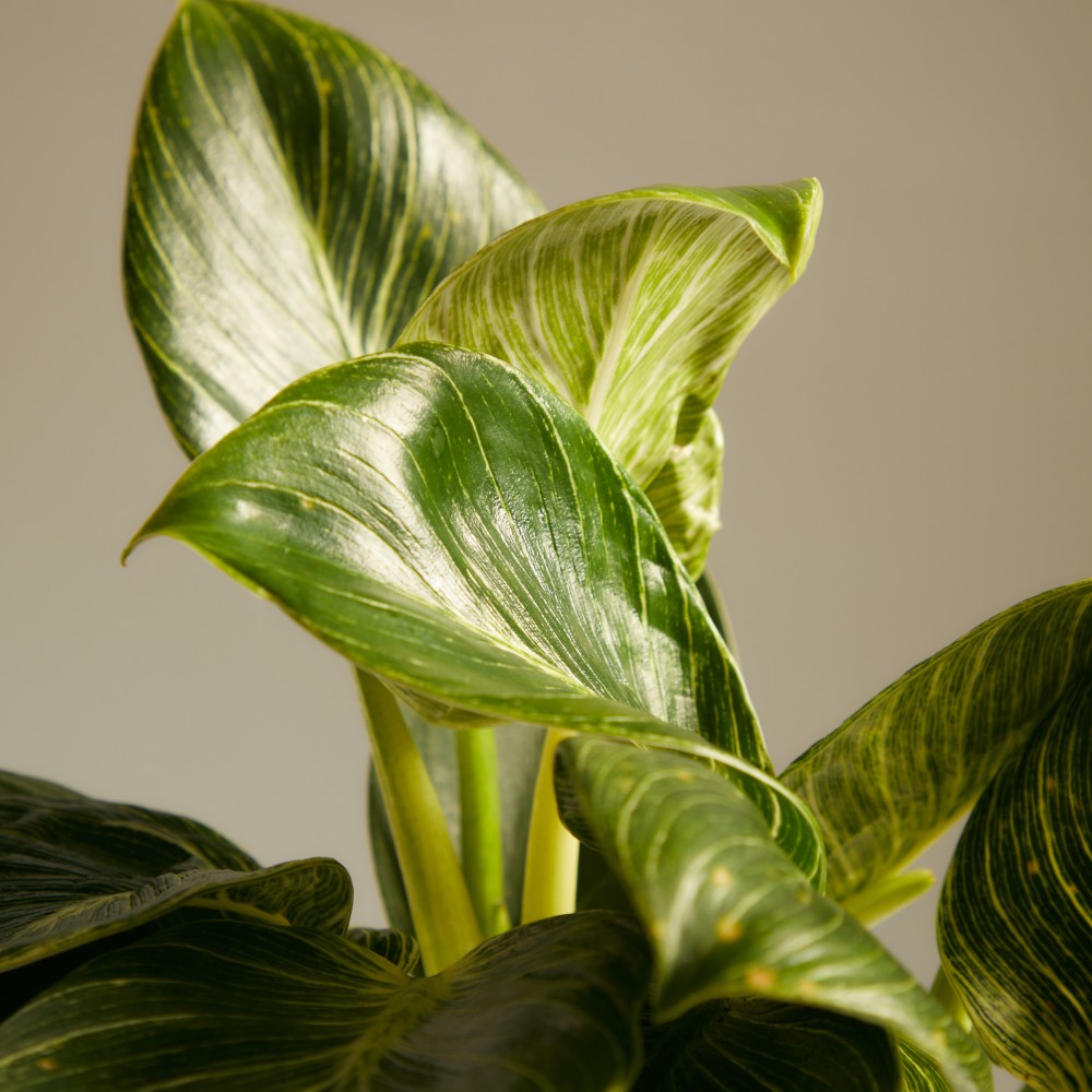 Филодендрон Биркин Вайт