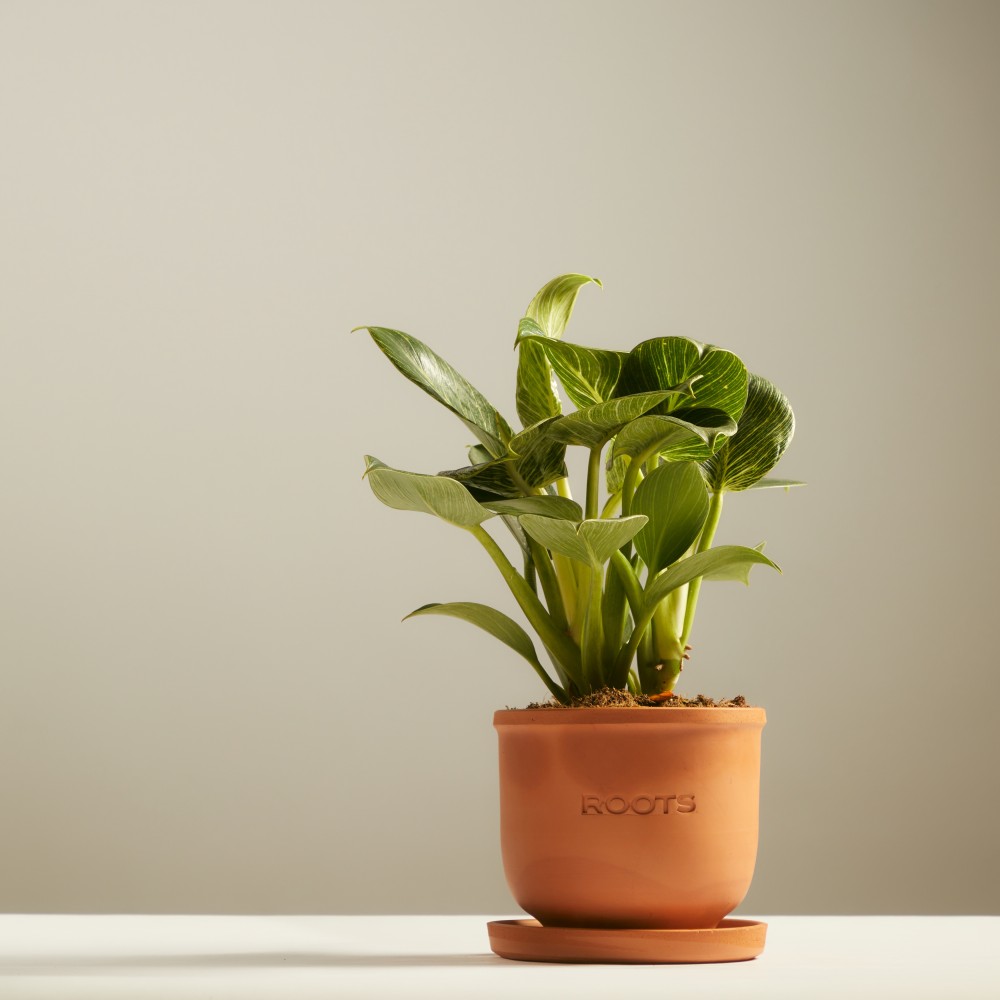 Филодендрон Биркин Вайт