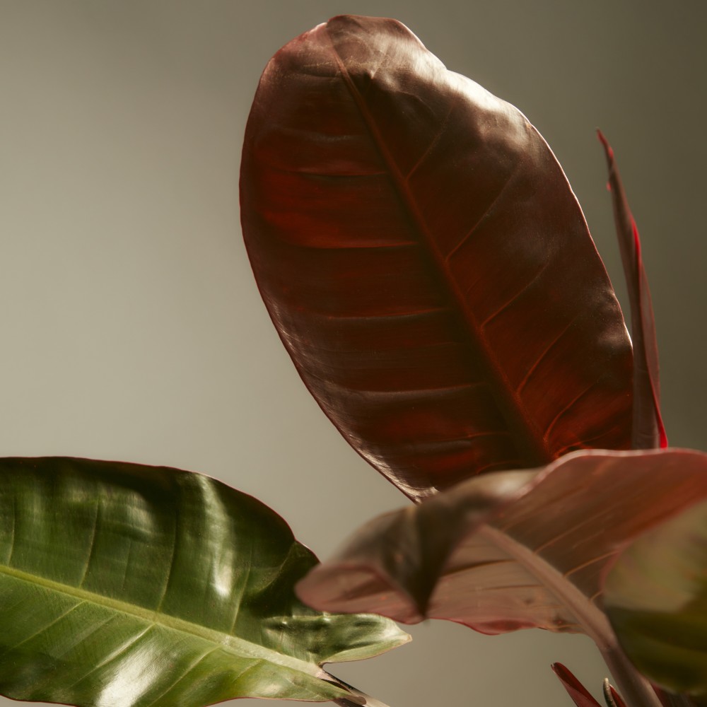 Филодендрон Империал Ред