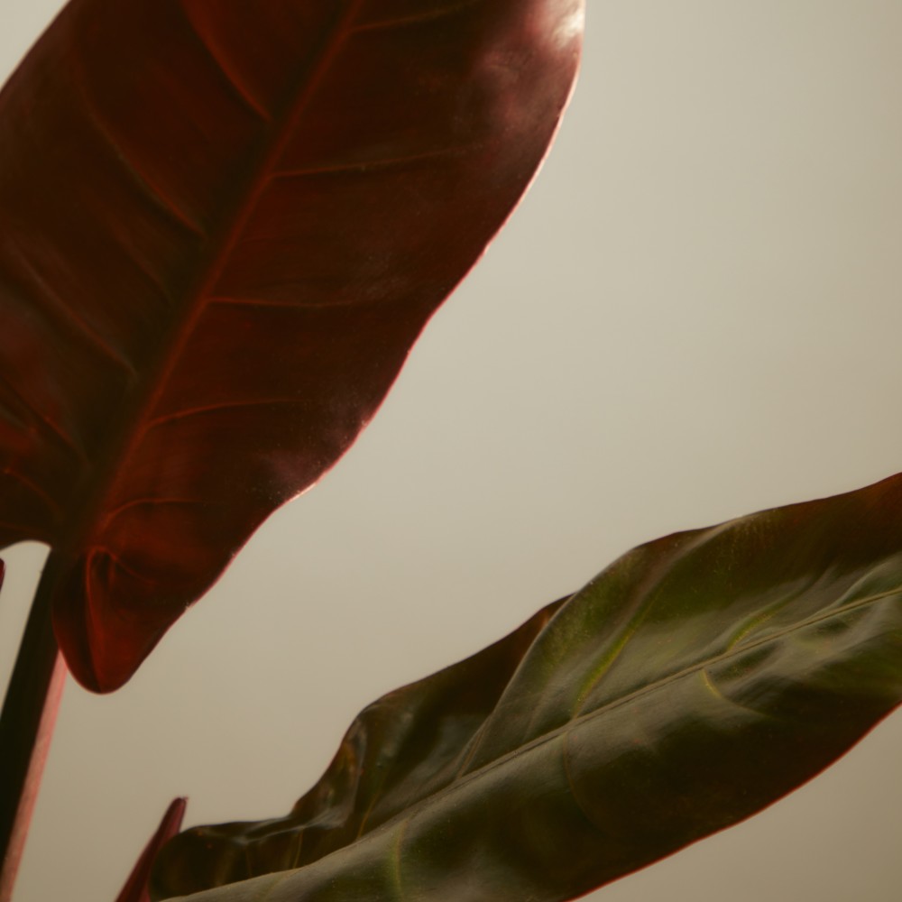 Филодендрон Империал Ред