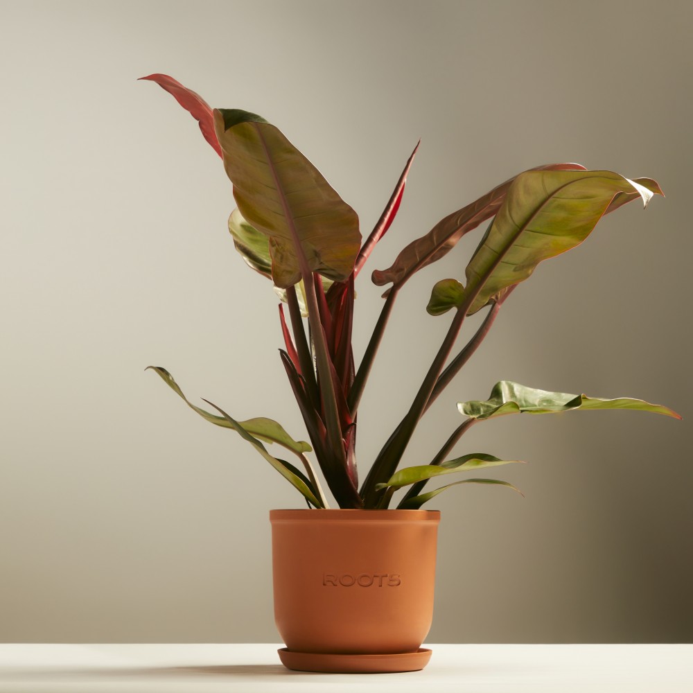 Филодендрон Империал Ред