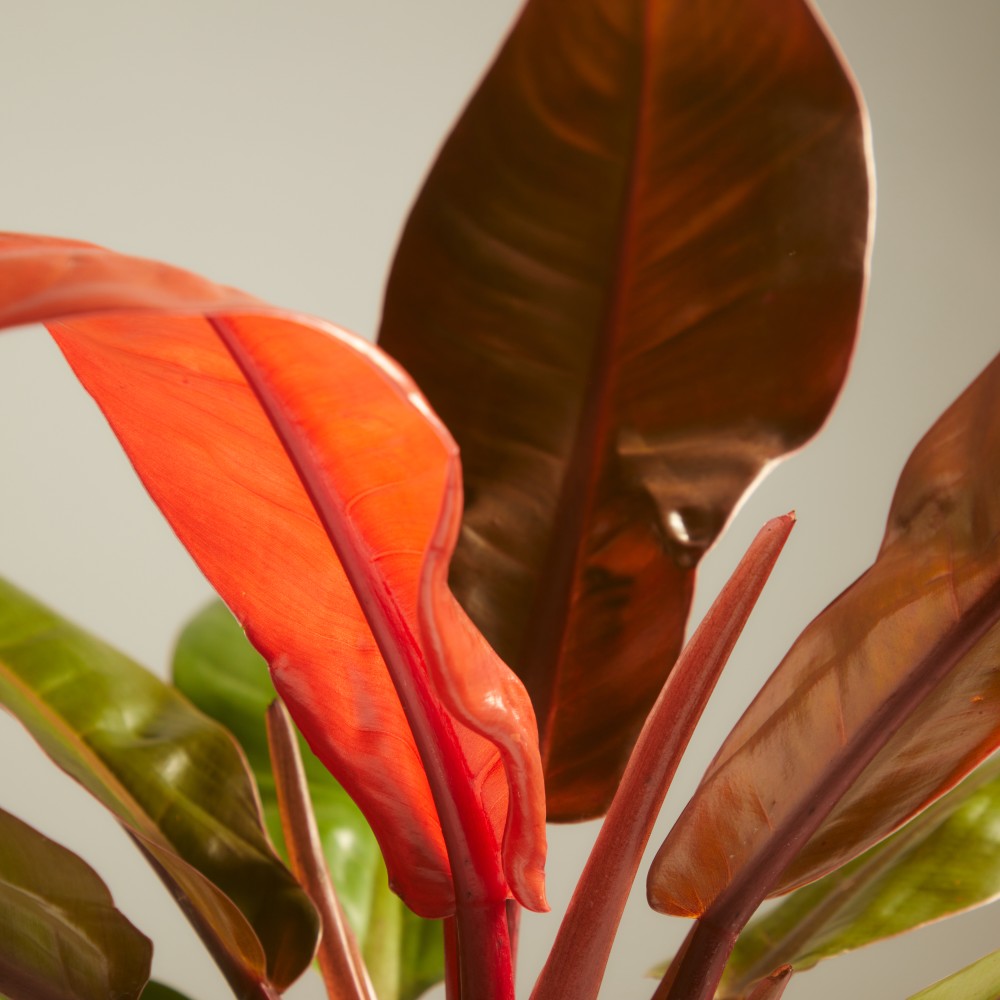 Филодендрон Принц Оранж Филодендрон Принц Оранж