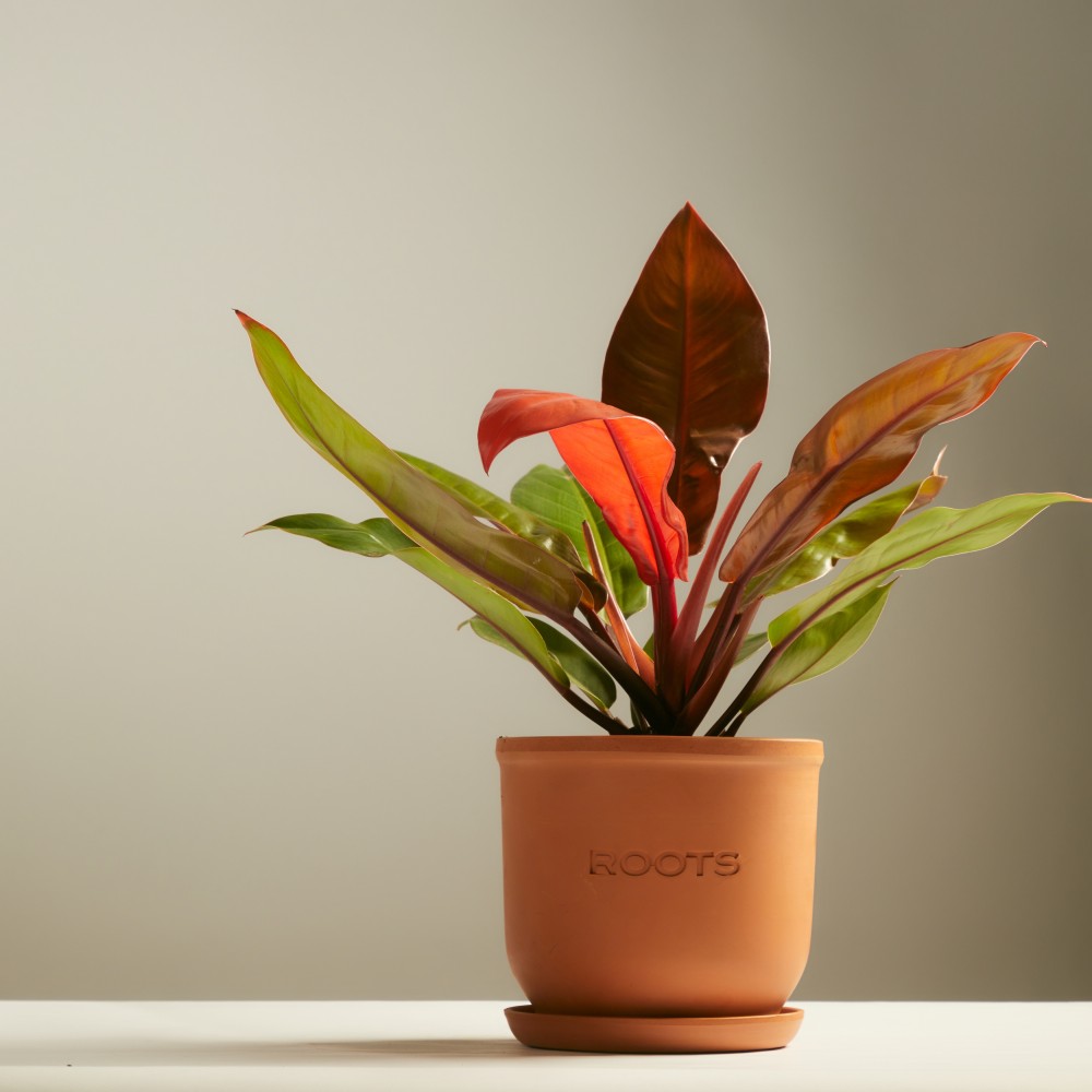 Филодендрон Принц Оранж Филодендрон Принц Оранж