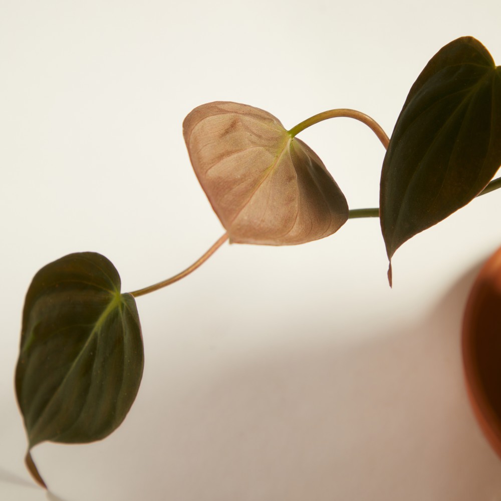 Филодендрон Скаденс Миканс