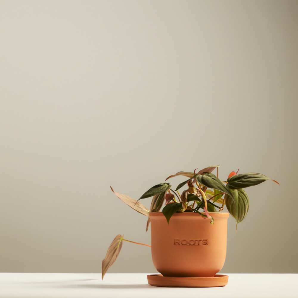 Филодендрон Скаденс Миканс