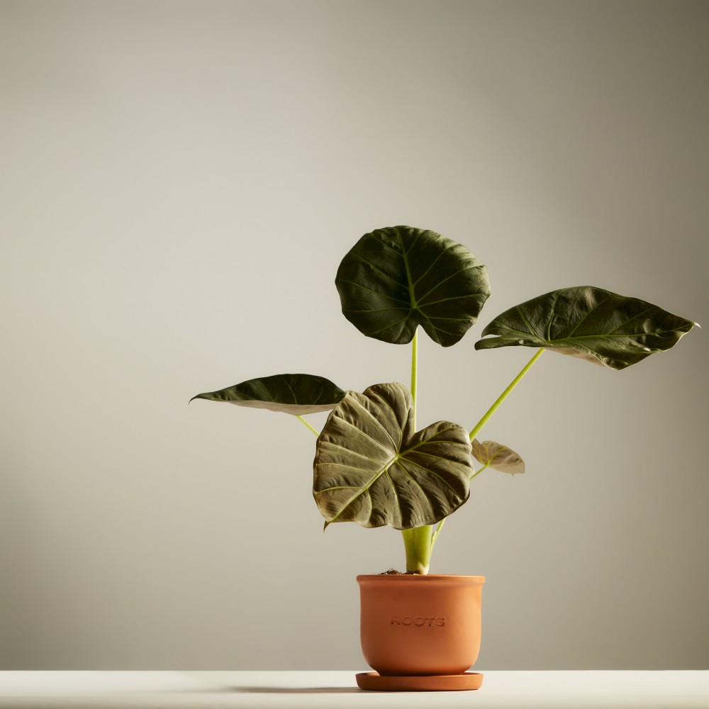 Алоказия Регал Шилдс Алоказия Регал Шилдс