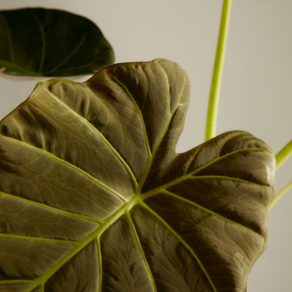 Алоказия Регал Шилдс Алоказия Регал Шилдс