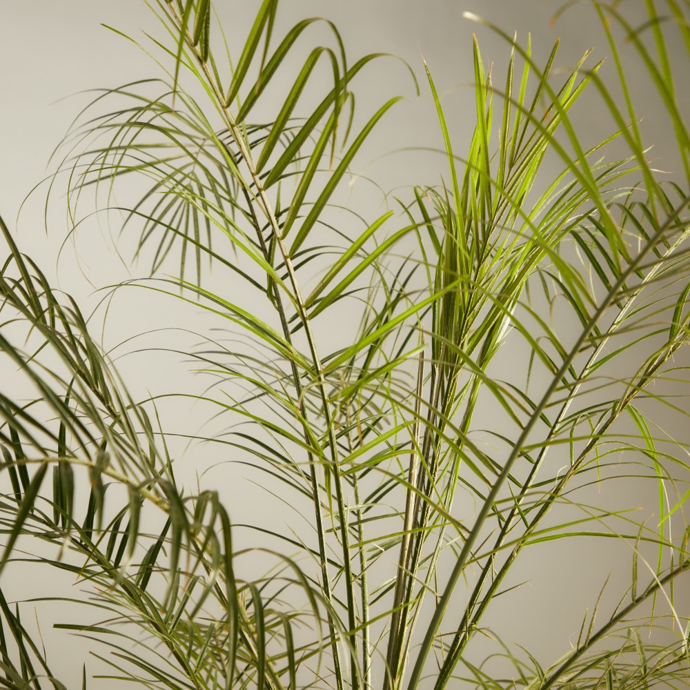 Финик Робелини