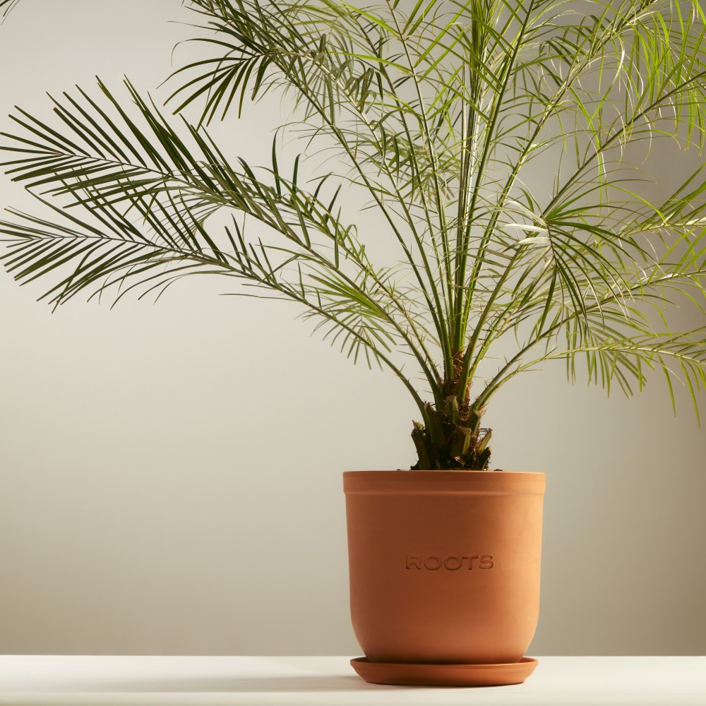 Финик Робелини