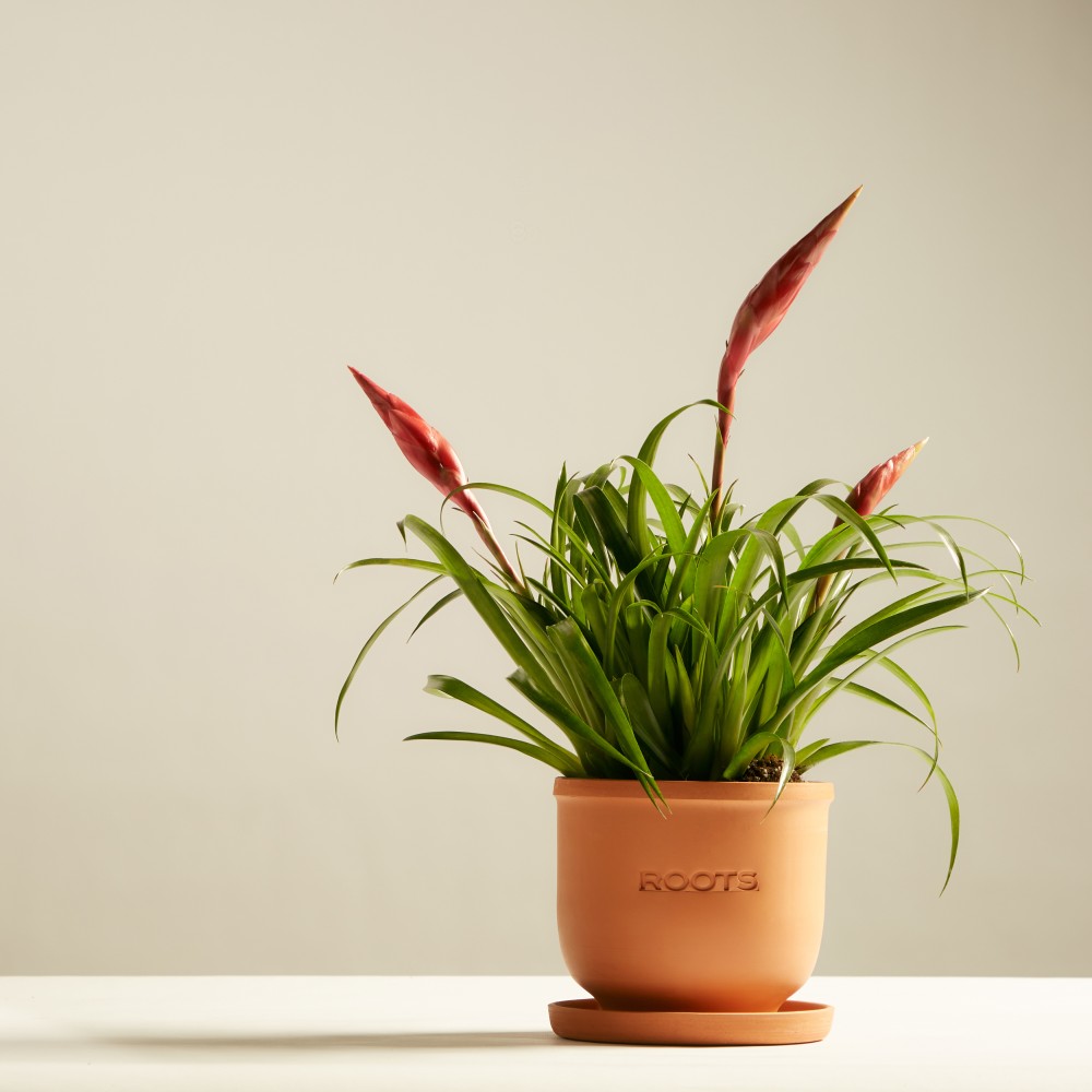 Вриезия Астрид