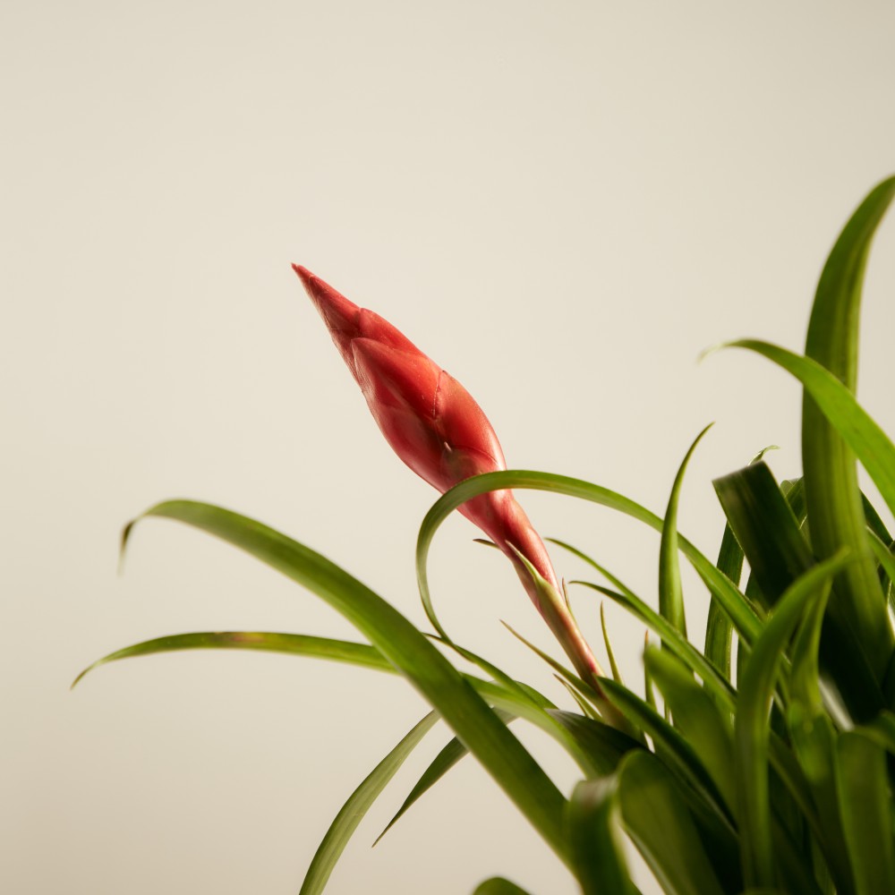 Вриезия Астрид