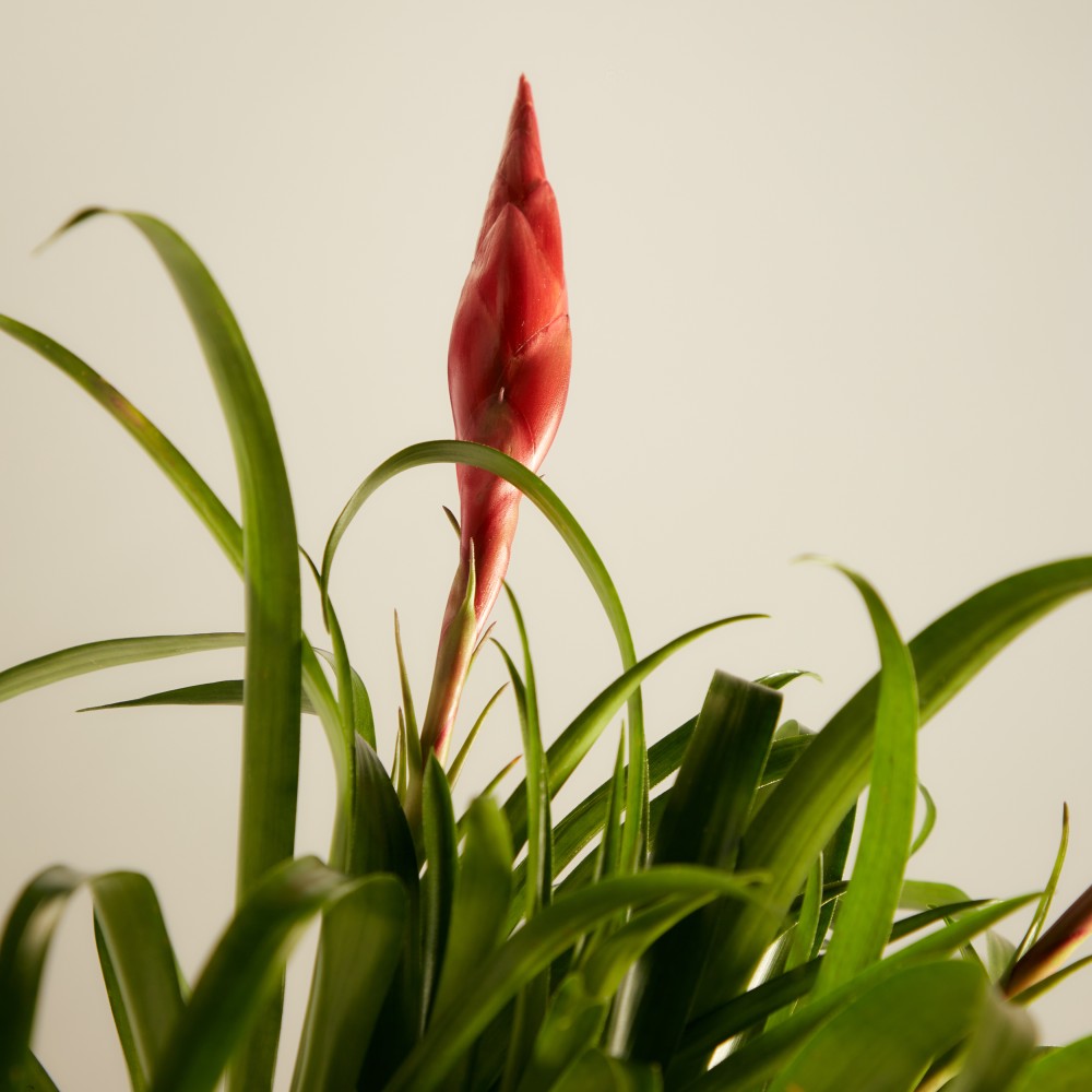 Вриезия Астрид