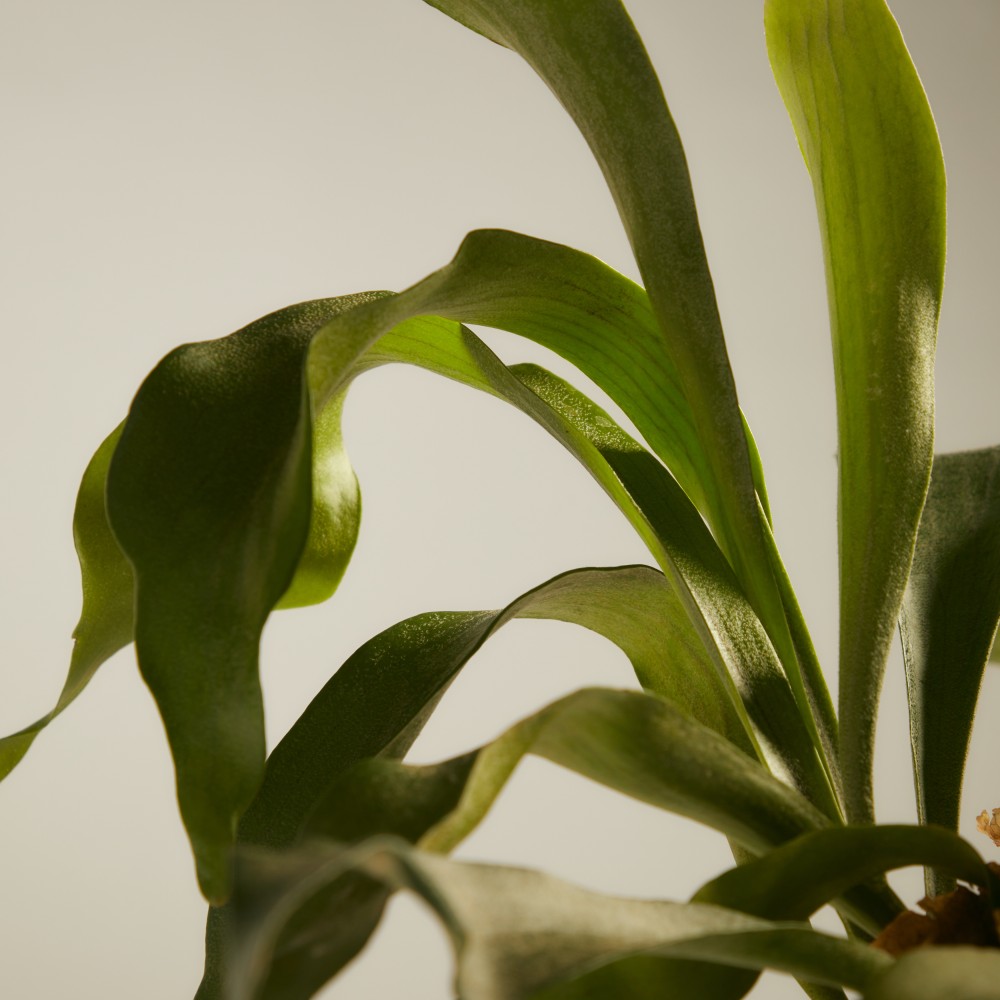 Платицериум Платицериум