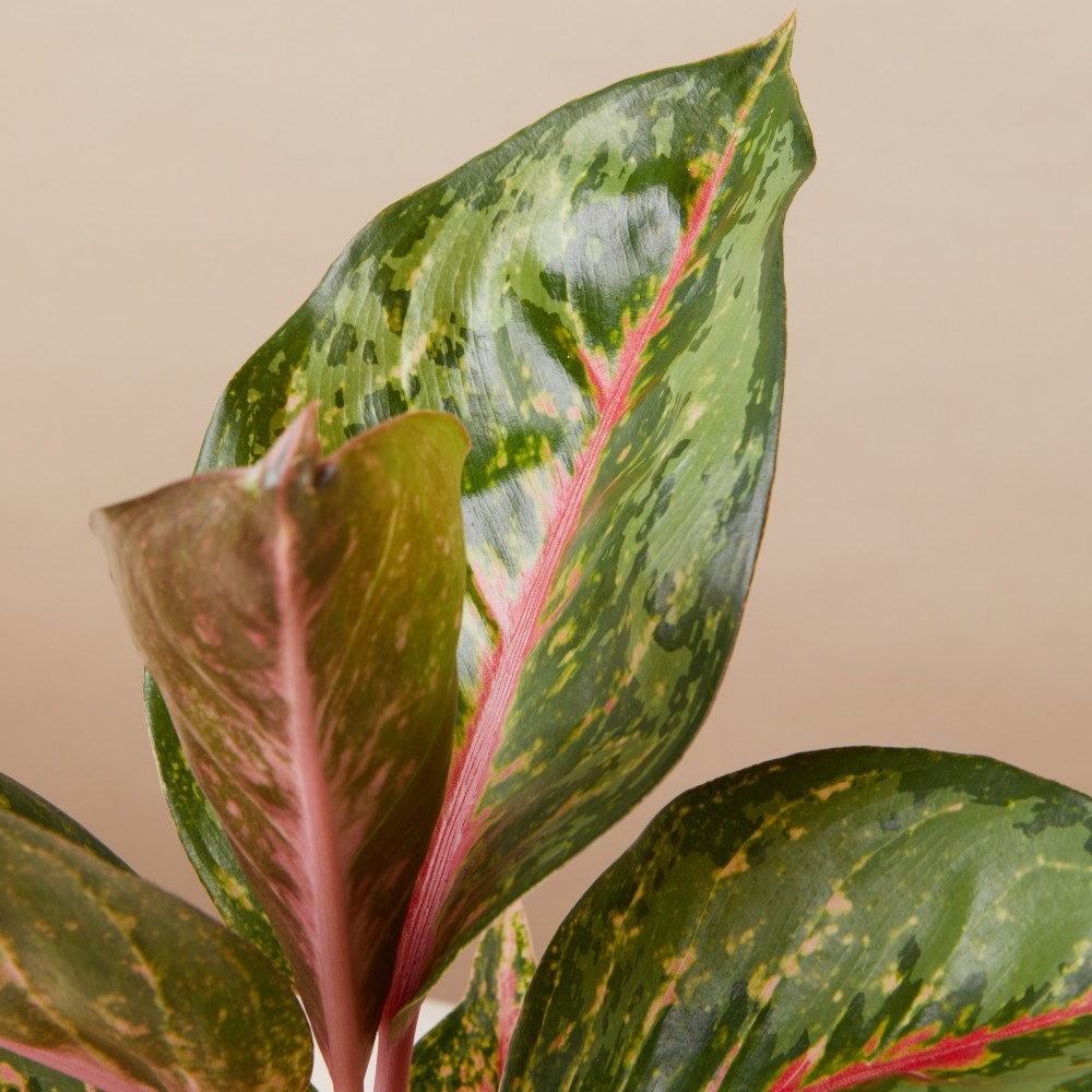 Аглаонема Парадайз Ред