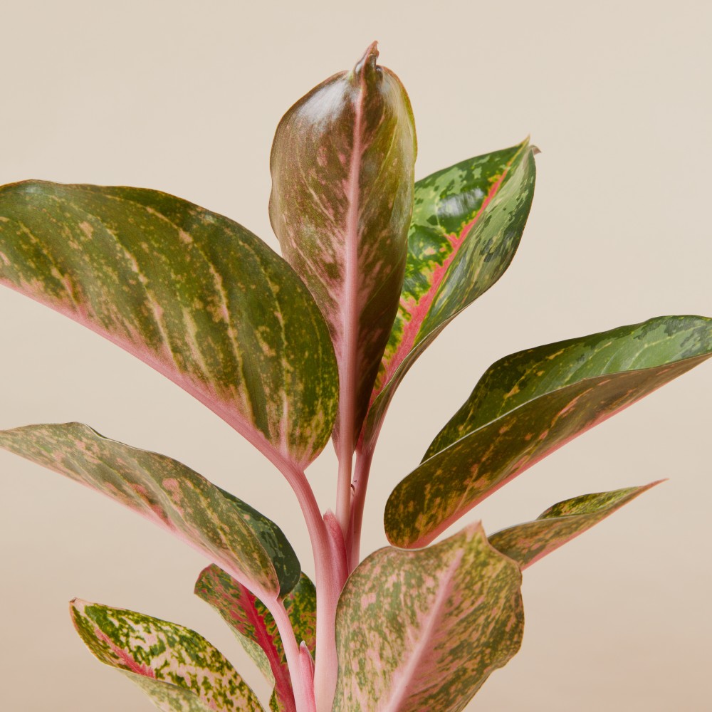 Аглаонема Парадайз Ред