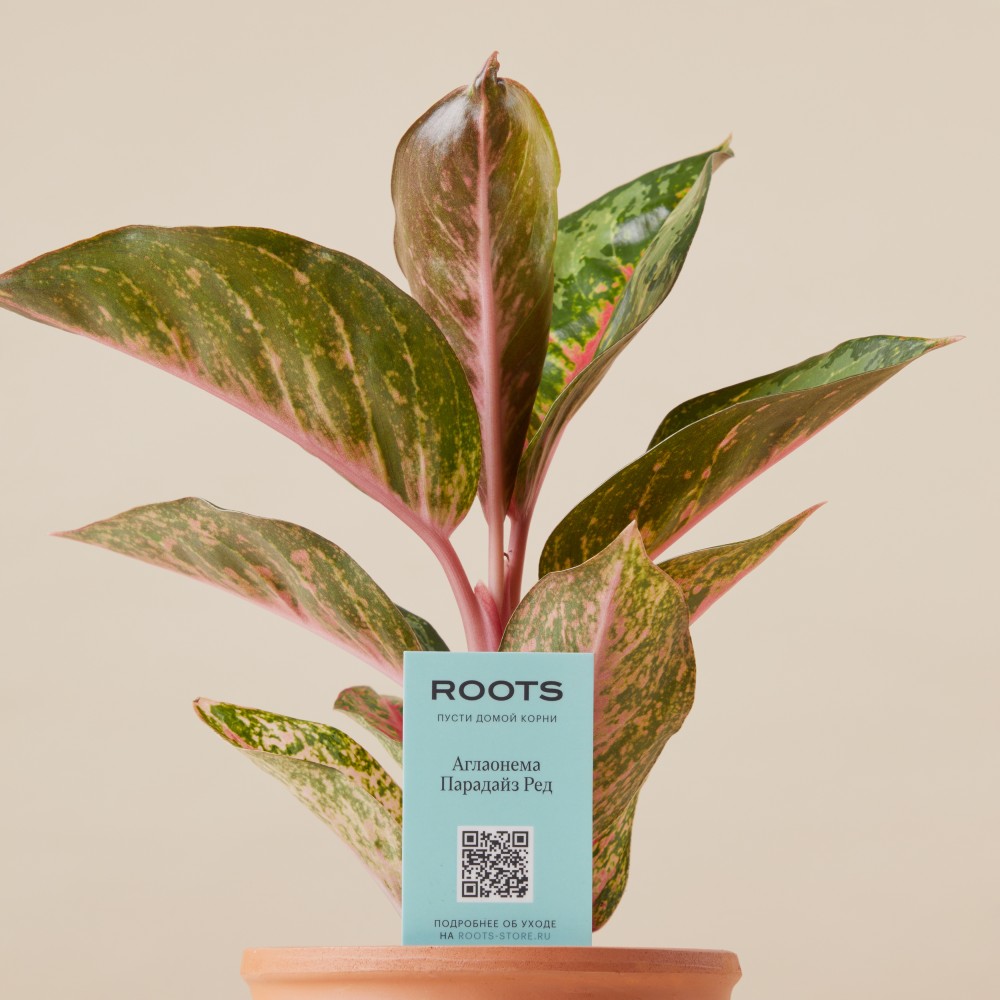 Аглаонема Парадайз Ред