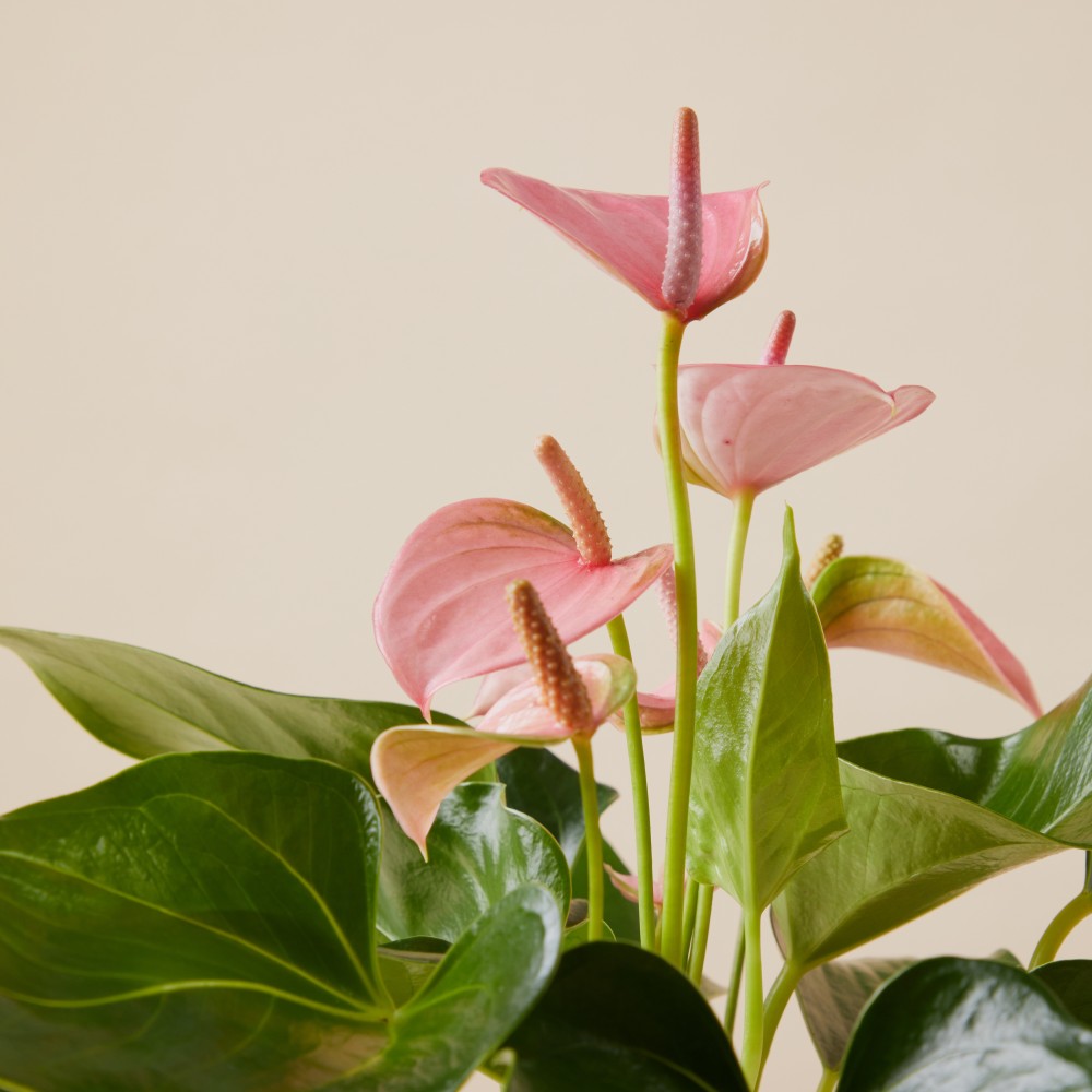 Антуриум Карма Пинк Антуриум Карма Пинк