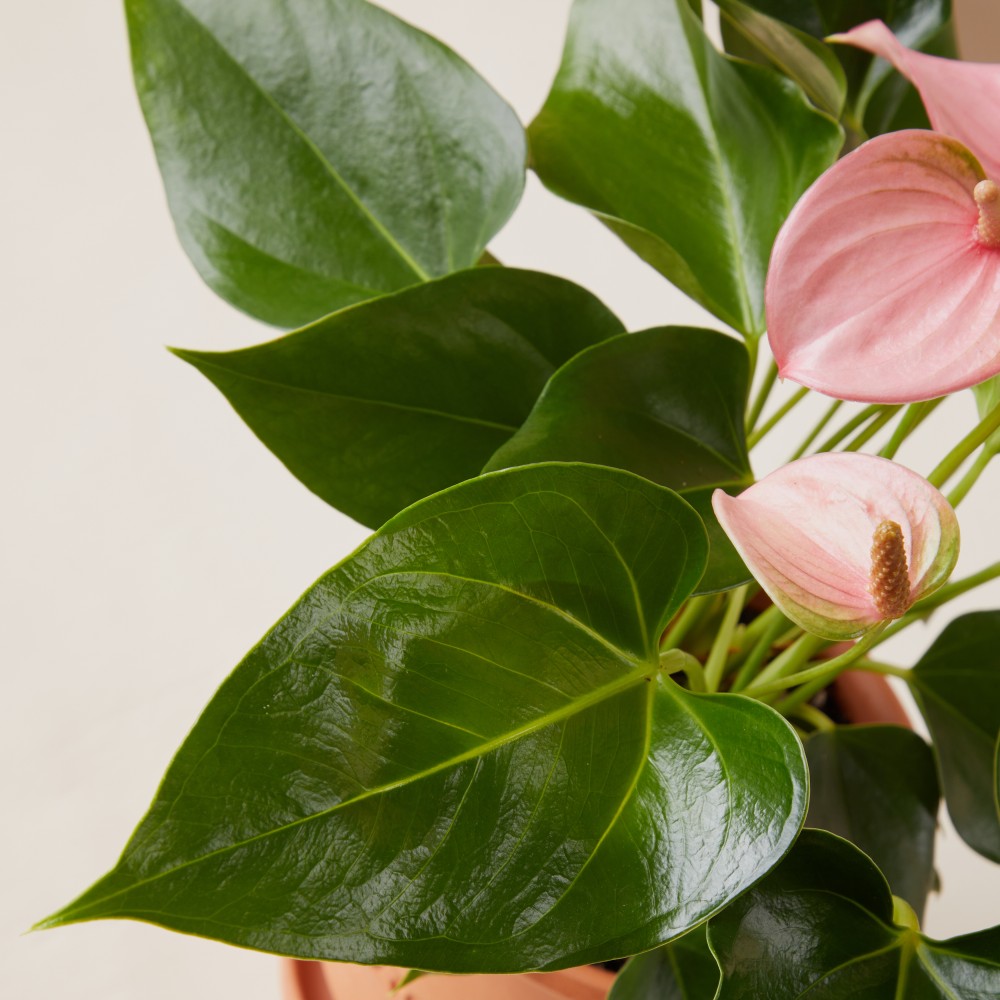 Антуриум Карма Пинк Антуриум Карма Пинк