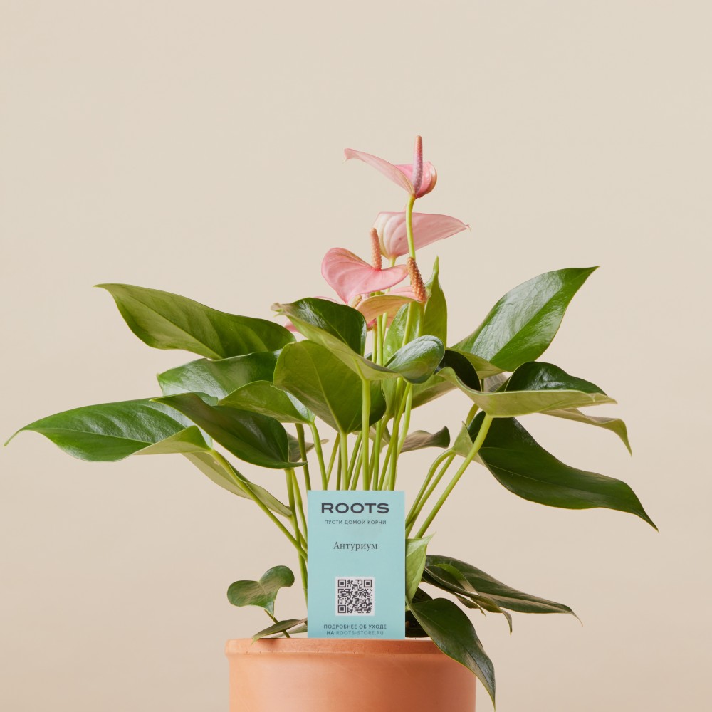 Антуриум Карма Пинк Антуриум Карма Пинк