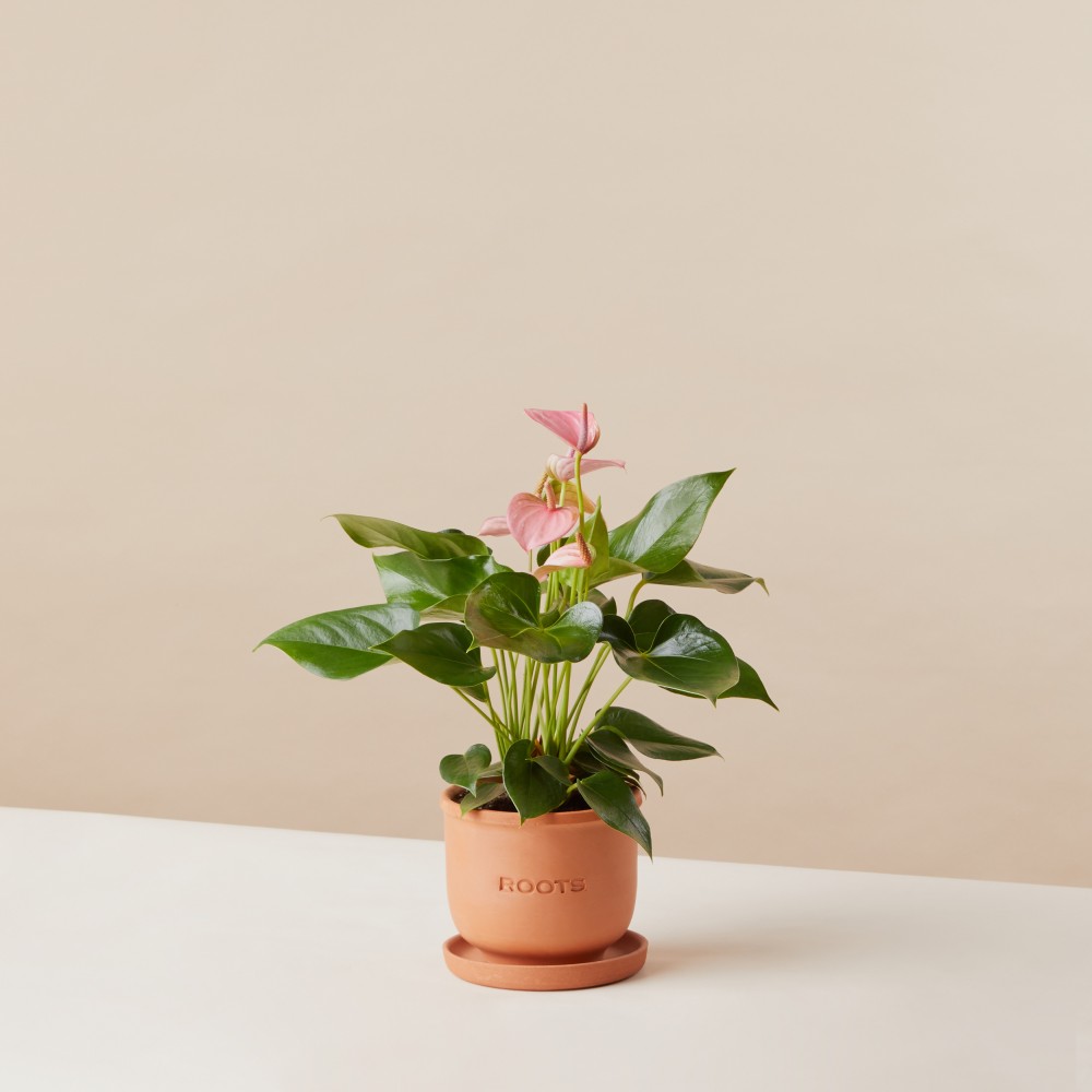 Антуриум Карма Пинк Антуриум Карма Пинк