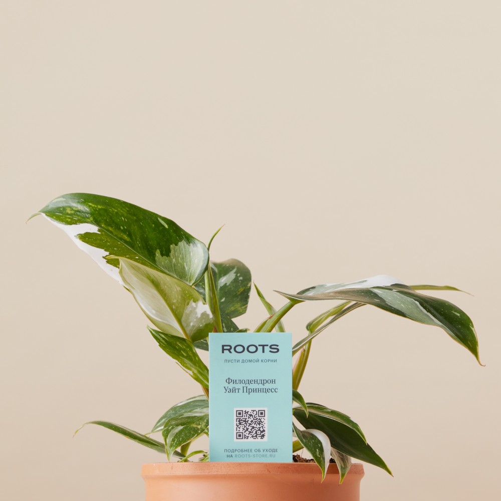 Филодендрон Уайт Принцесс