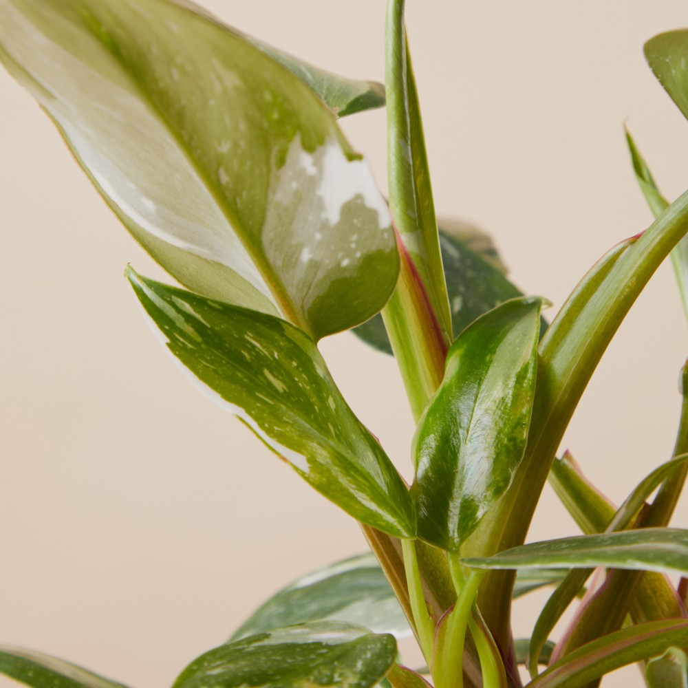 Филодендрон Уайт Принцесс