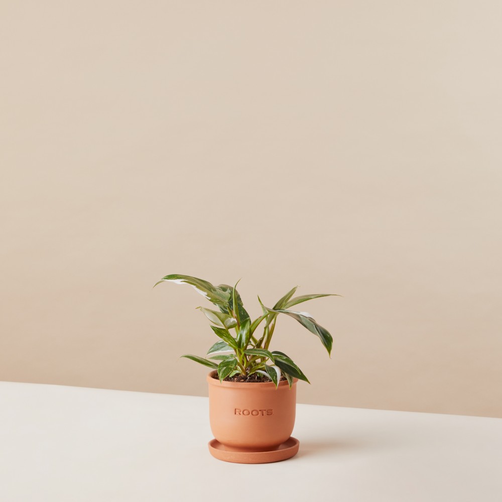 Филодендрон Уайт Принцесс