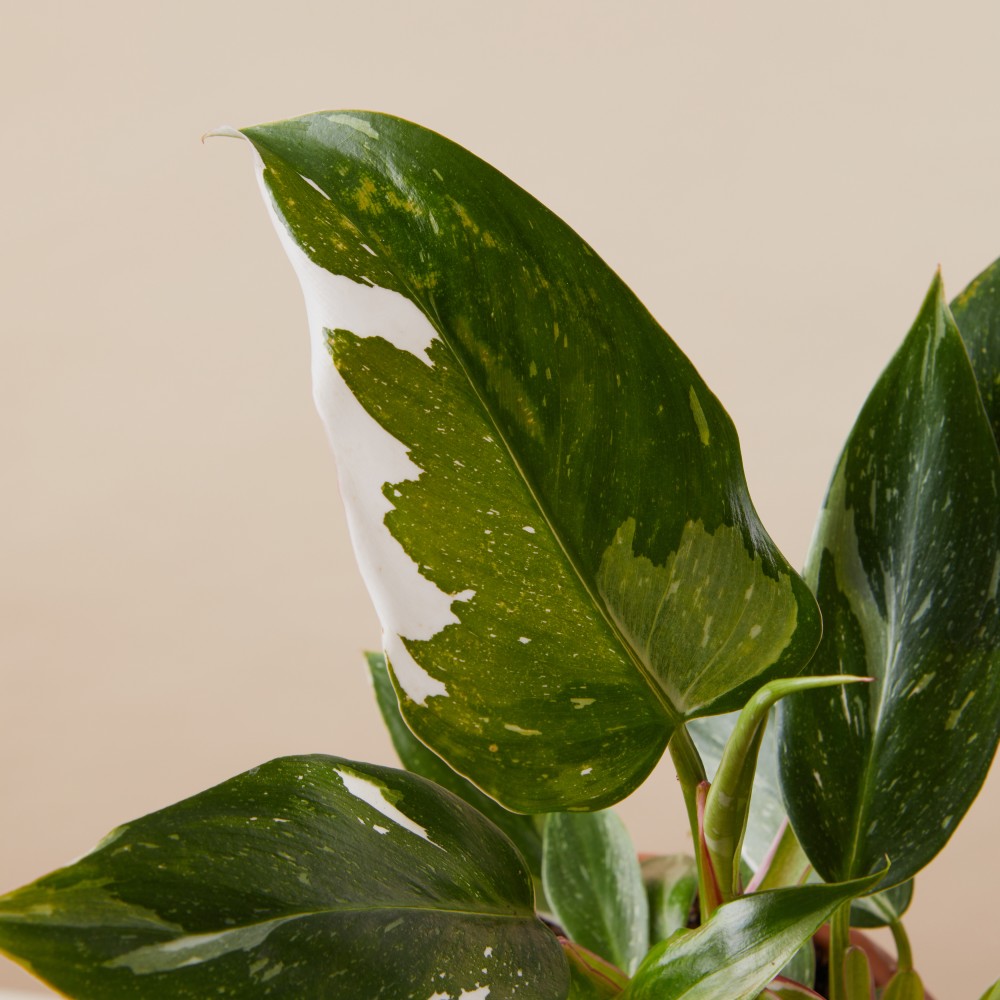 Филодендрон Уайт Принцесс