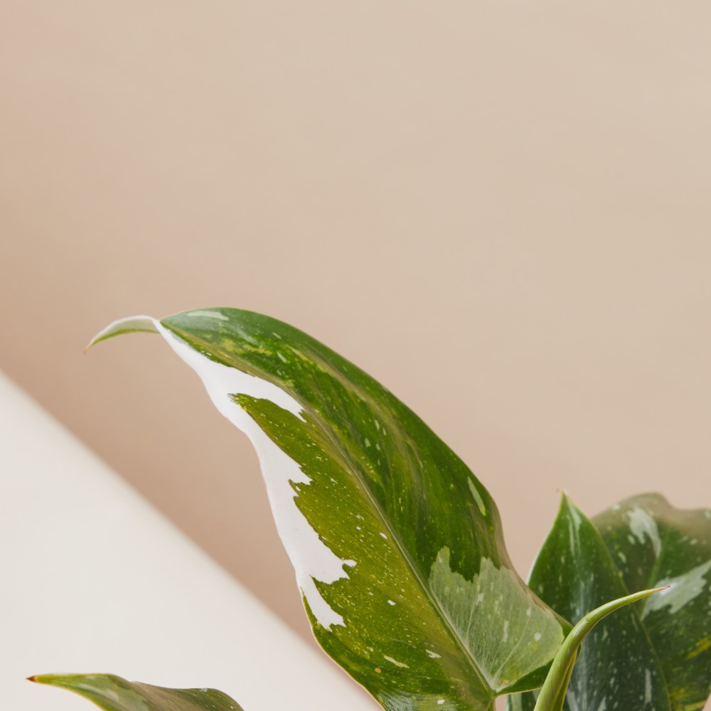 Филодендрон Уайт Принцесс