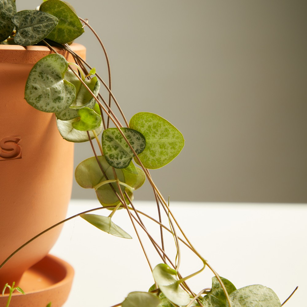 Церопегия Вуда Церопегия Вуда