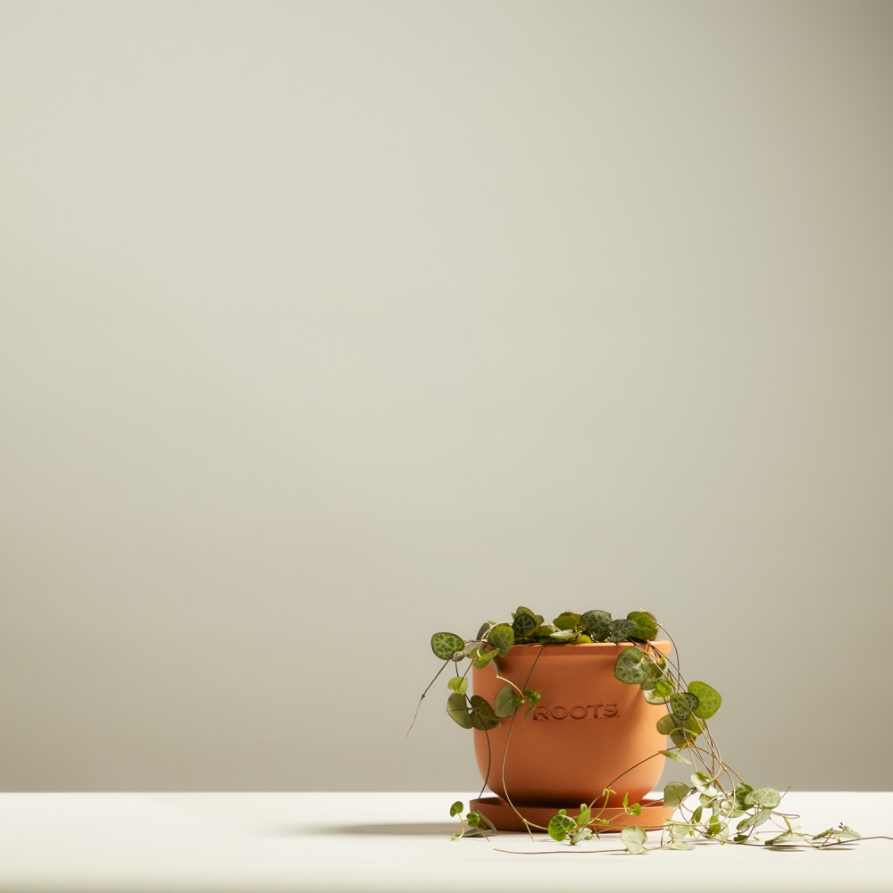 Церопегия Вуда Церопегия Вуда