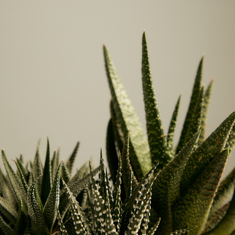 Хавортия Хавортия