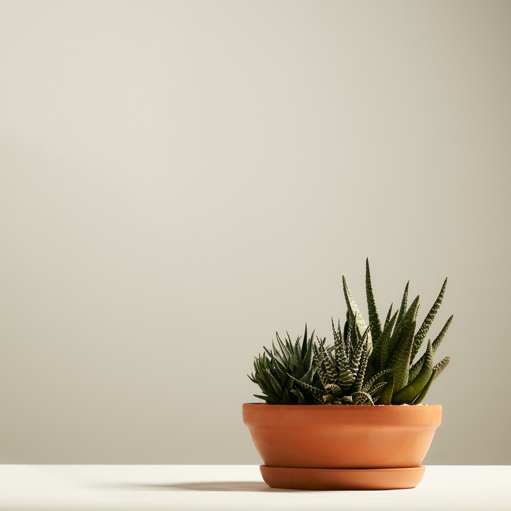 Хавортия Хавортия