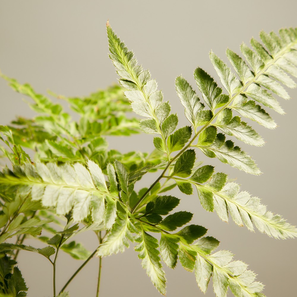 Румора вариегата Румора вариегата