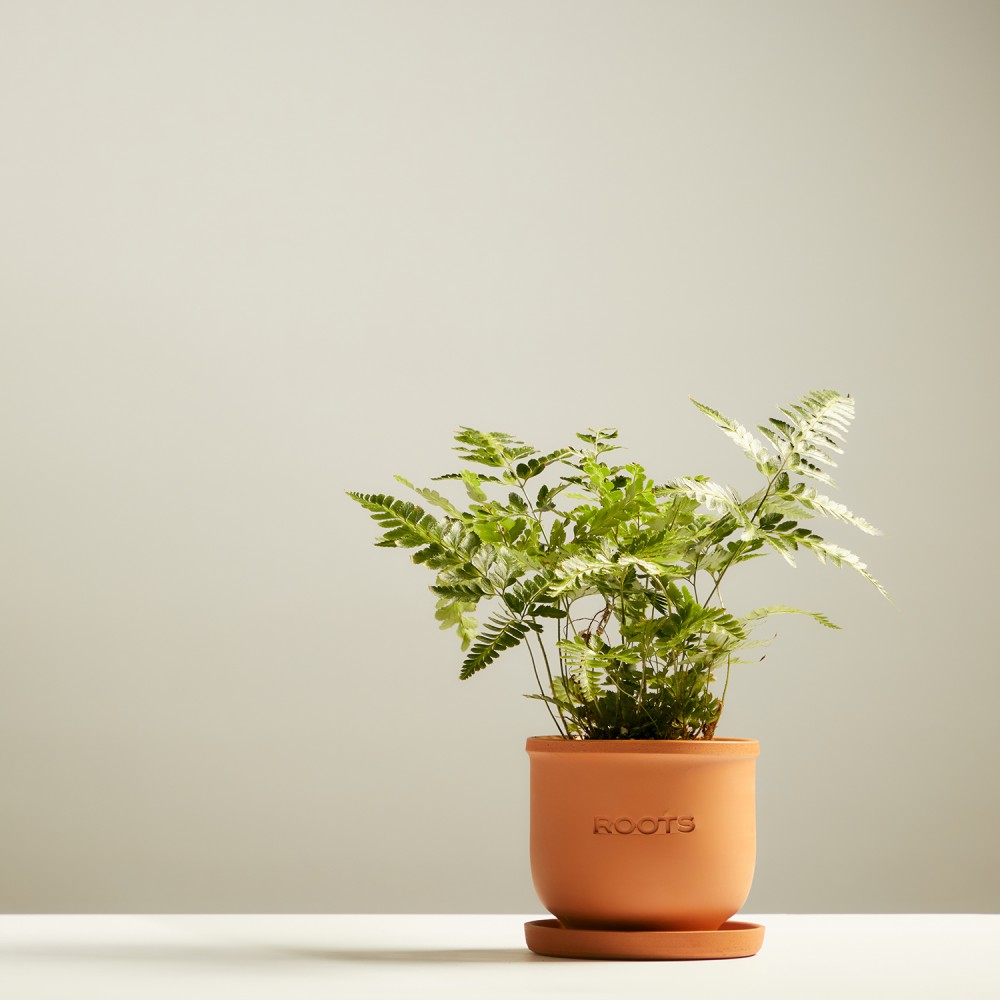 Румора вариегата Румора вариегата