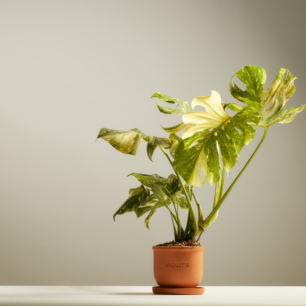 Монстера Тайское Созвездие