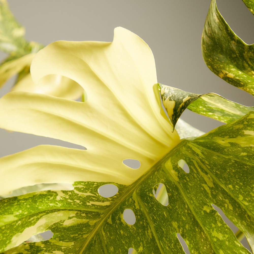 Монстера Тайское Созвездие